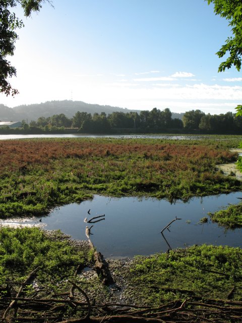 7.27.06 Oaks Bottom 021 